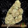Just Feminized Mango Gushers Auto Smoke Buds Weed Ganja Skunk Dope Pot Images Pics Nuggets