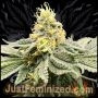 Mango Gushers Marijuana Strain by Just Feminized For Sale Online at Cannabis Seeds Outlet
