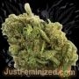 Just Feminized Mango Gushers Smoke Buds Weed Ganja Skunk Dope Pot Images Pics Nuggets