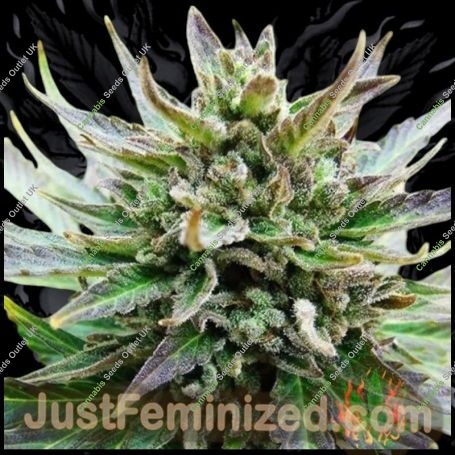 Marleys Collie Marijuana Strain by Just Feminized For Sale Online at Cannabis Seeds Outlet