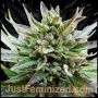 Marleys Collie Marijuana Strain by Just Feminized For Sale Online at Cannabis Seeds Outlet