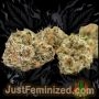 Just Feminized Marleys Collie Smoke Buds Weed Ganja Skunk Dope Pot Images Pics Nuggets