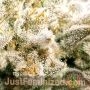 Marleys Collie by Just Feminized THC Content Potency Strength CBD Height Yield Flowering Time Indica Sativa Genetics