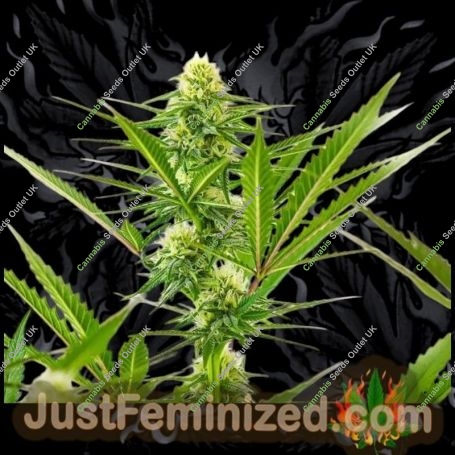 Maximed CBD Auto Marijuana Strain by Just Feminized For Sale Online at Cannabis Seeds Outlet