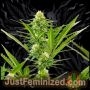 Maximed CBD Auto Marijuana Strain by Just Feminized For Sale Online at Cannabis Seeds Outlet