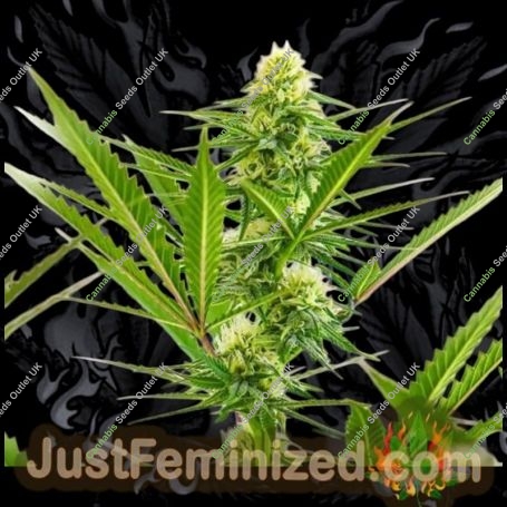 Maximed CBD Marijuana Strain by Just Feminized For Sale Online at Cannabis Seeds Outlet