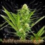 Maximed CBD Marijuana Strain by Just Feminized For Sale Online at Cannabis Seeds Outlet
