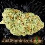 Just Feminized Maximed CBD Smoke Buds Weed Ganja Skunk Dope Pot Images Pics Nuggets