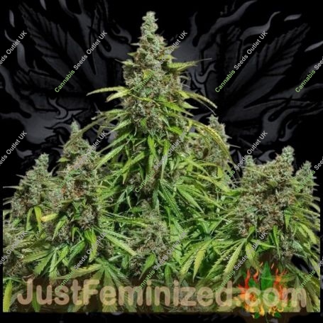 Mazar Auto Marijuana Strain by Just Feminized For Sale Online at Cannabis Seeds Outlet