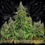 Mazar Auto Marijuana Strain by Just Feminized For Sale Online at Cannabis Seeds Outlet