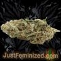 Just Feminized Mazar Auto Smoke Buds Weed Ganja Skunk Dope Pot Images Pics Nuggets