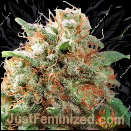 Mazar Marijuana Strain by Just Feminized For Sale Online at Cannabis Seeds Outlet