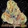 Just Feminized Mazar Smoke Buds Weed Ganja Skunk Dope Pot Images Pics Nuggets