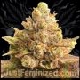 Mimosa Orange Punch Auto Marijuana Strain by Just Feminized For Sale Online at Cannabis Seeds Outlet