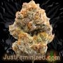 Just Feminized Mimosa Orange Punch Auto Smoke Buds Weed Ganja Skunk Dope Pot Images Pics Nuggets