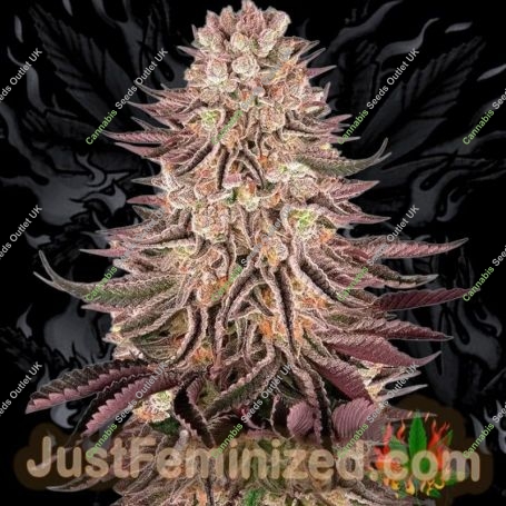 Mimosa Orange Punch Marijuana Strain by Just Feminized For Sale Online at Cannabis Seeds Outlet