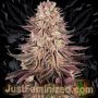 Mimosa Orange Punch Marijuana Strain by Just Feminized For Sale Online at Cannabis Seeds Outlet
