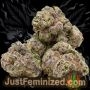 Just Feminized Mimosa Orange Punch Smoke Buds Weed Ganja Skunk Dope Pot Images Pics Nuggets