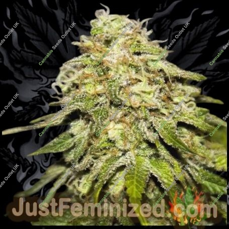 Misty Kali Auto Marijuana Strain by Just Feminized For Sale Online at Cannabis Seeds Outlet