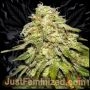 Misty Kali Auto Marijuana Strain by Just Feminized For Sale Online at Cannabis Seeds Outlet