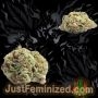 Just Feminized Misty Kali Auto Smoke Buds Weed Ganja Skunk Dope Pot Images Pics Nuggets