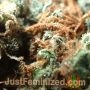 Misty Kali Auto by Just Feminized THC Content Potency Strength CBD Height Yield Flowering Time Indica Sativa Genetics