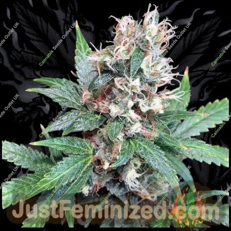 Misty Kali Marijuana Strain by Just Feminized For Sale Online at Cannabis Seeds Outlet
