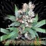 Misty Kali Marijuana Strain by Just Feminized For Sale Online at Cannabis Seeds Outlet