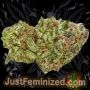 Just Feminized Misty Kali Smoke Buds Weed Ganja Skunk Dope Pot Images Pics Nuggets