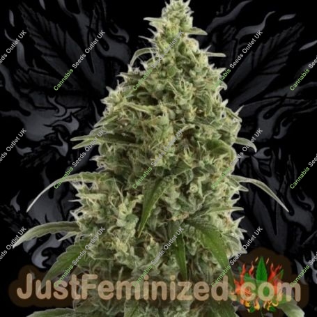 Moby Dick Haze Auto Marijuana Strain by Just Feminized For Sale Online at Cannabis Seeds Outlet