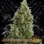 Moby Dick Haze Auto Marijuana Strain by Just Feminized For Sale Online at Cannabis Seeds Outlet