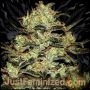 Moby Marijuana Strain by Just Feminized For Sale Online at Cannabis Seeds Outlet