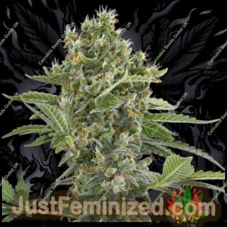 Moby Marijuana Strain by Just Feminized For Sale Online at Cannabis Seeds Outlet