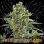 Moby Marijuana Strain by Just Feminized For Sale Online at Cannabis Seeds Outlet
