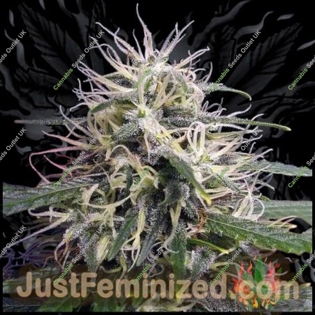 Nevilles Haze Marijuana Strain by Just Feminized For Sale Online at Cannabis Seeds Outlet