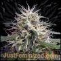 Nevilles Haze Marijuana Strain by Just Feminized For Sale Online at Cannabis Seeds Outlet