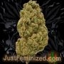 Just Feminized Nevilles Haze Smoke Buds Weed Ganja Skunk Dope Pot Images Pics Nuggets