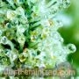 Nevilles Haze by Just Feminized THC Content Potency Strength CBD Height Yield Flowering Time Indica Sativa Genetics