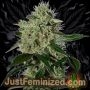 Northern Lights Auto Marijuana Strain by Just Feminized For Sale Online at Cannabis Seeds Outlet