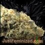 Just Feminized Northern Lights Auto Smoke Buds Weed Ganja Skunk Dope Pot Images Pics Nuggets