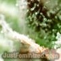 Northern Lights Auto by Just Feminized THC Content Potency Strength CBD Height Yield Flowering Time Indica Sativa Genetics