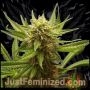 Northern Lights Marijuana Strain by Just Feminized For Sale Online at Cannabis Seeds Outlet