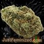 Just Feminized Northern Lights Smoke Buds Weed Ganja Skunk Dope Pot Images Pics Nuggets