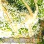 Northern Lights by Just Feminized THC Content Potency Strength CBD Height Yield Flowering Time Indica Sativa Genetics