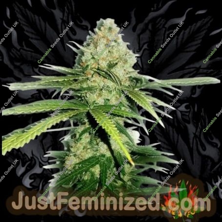 Northern Lights Fast V Marijuana Strain by Just Feminized For Sale Online at Cannabis Seeds Outlet