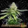 Northern Lights Fast V Marijuana Strain by Just Feminized For Sale Online at Cannabis Seeds Outlet