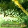 Northern Lights Fast V by Just Feminized THC Content Potency Strength CBD Height Yield Flowering Time Indica Sativa Genetics