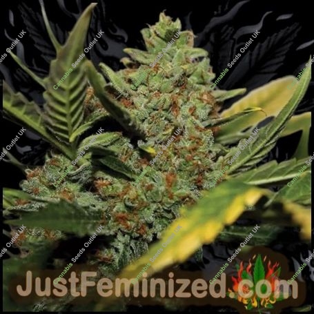NYC Diesel Auto Marijuana Strain by Just Feminized For Sale Online at Cannabis Seeds Outlet