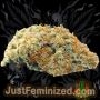 Just Feminized NYC Diesel Auto Smoke Buds Weed Ganja Skunk Dope Pot Images Pics Nuggets