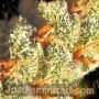 NYC Diesel Auto by Just Feminized THC Content Potency Strength CBD Height Yield Flowering Time Indica Sativa Genetics